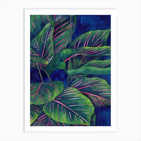 Calathea Ornata 1 Art Print