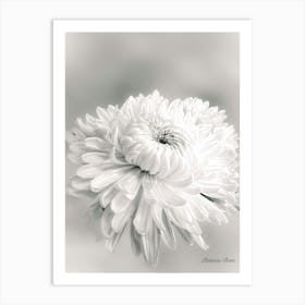 Chrysanthemum Bw Art Print