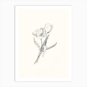 Tulip Flower Drawing Art Print