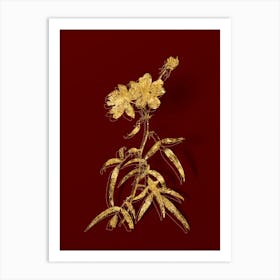 Vintage Peach Leaved Rose Botanical in Gold on Red n.0561 Art Print