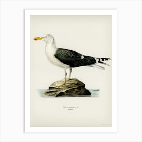 Great Black Backed Gull, The Von Wright Brothers 1 Art Print