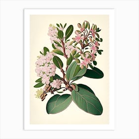 Mountain Laurel Wildflower Vintage Botanical Art Print