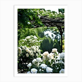 White Roses 1 Art Print