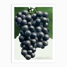 Campbell's Early Grape Lithograph Vintage Botanical Arty Print _2697926 Art Print