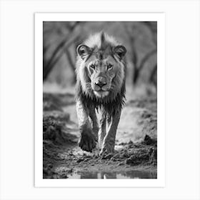 African Lion Muddy Paws Realism 2 Art Print