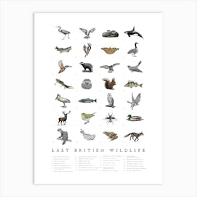 British Wildlife - Animal Art Print Art Print