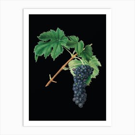 Vintage Black Aleatico Grape Botanical Illustration on Solid Black n.0035 Art Print