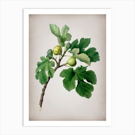 Vintage Fig Botanical on Parchment n.0558 Art Print