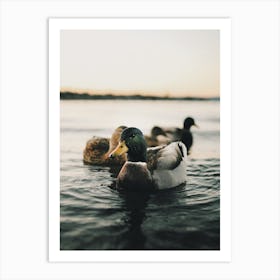 Ducks In Lake Art Print