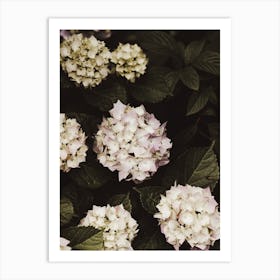 Lilac Hydrangea Art Print