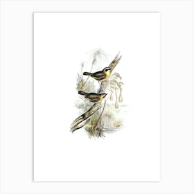 Vintage Yellow Throated Scrubwren Bird Illustration on Pure White n.0468 Art Print