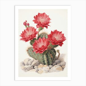 Vintage Cactus Illustration Acanthocalycium Cactus 1 Art Print