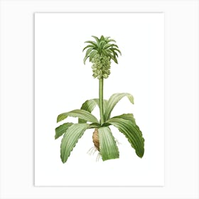 Vintage Eucomis Regia Botanical Illustration on Pure White n.0334 Art Print