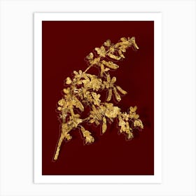 Vintage Caragana Sinica Botanical in Gold on Red n.0246 Art Print