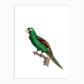 Vintage Eclectus Parrot Bird Illustration on Pure White n.0016 Art Print