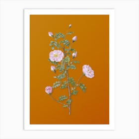 Vintage Pink Scotch Briar Rose Botanical on Sunset Orange Art Print