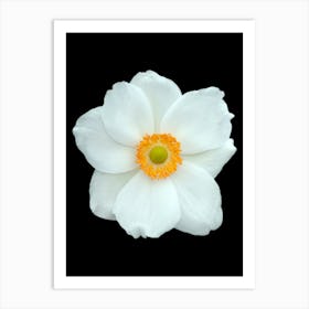 White Flower Isolated On Black Background Art Print