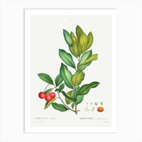 Strawberry Tree, Pierre Joseph Redoute Art Print
