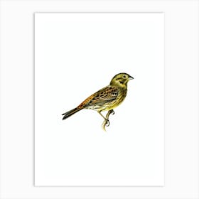 Vintage Yellowhammer Female Bird Illustration on Pure White Art Print