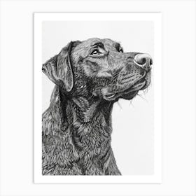 Beauceron Dog Line Sketch  2 Art Print