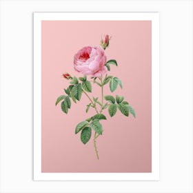 Vintage Provence Rose Bloom Botanical on Soft Pink n.0492 Art Print