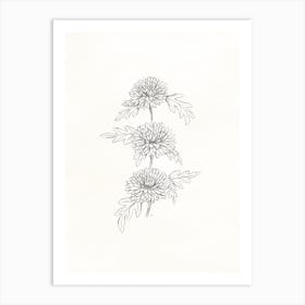 Chrysanthemums Pencil Drawing Sketch Art Print