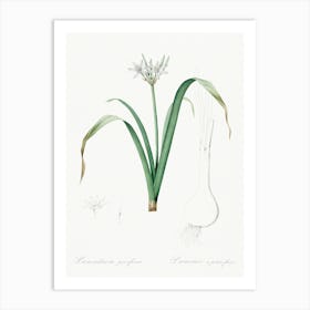 Small Flowered Pancratium Illustration From Les Liliacées (1805), Pierre Joseph Redoute Art Print