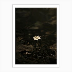 Single Flower In The Forest 1 Art Print