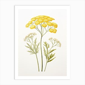 Yarrow Savory Vintage Botanical Herbs 3 Art Print