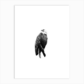 Bald Eagle Perched Digital Illustration Art Print