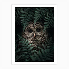 The Owl in Ferns Art Print