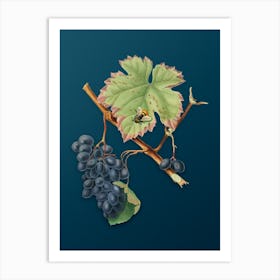 Vintage Barbera Grape Botanical Art on Teal Blue n.0768 Art Print