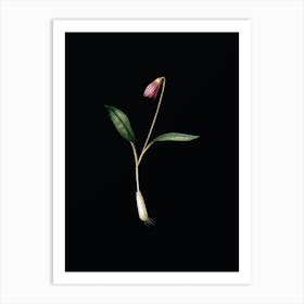 Vintage Erythronium Botanical Illustration on Solid Black n.0338 Art Print