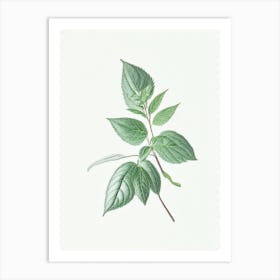 Mint Leaf Illustration 5 Art Print