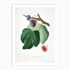 Black Fig (Ficus Carica) From Pomona Italiana (1817 - 1839), Giorgio Gallesio Art Print