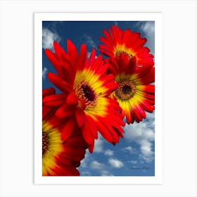 Red Gerberas Art Print