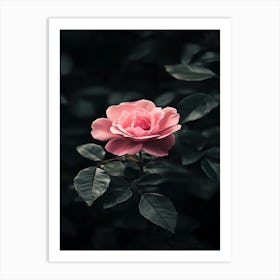 Pink Rose 16 Art Print