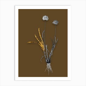 Vintage Allium Carolinianum Black and White Gold Leaf Floral Art on Coffee Brown n.0784 Art Print