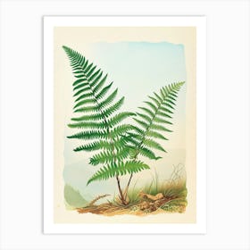 Vintage Illustration Soft Shield Fern 1 Art Print