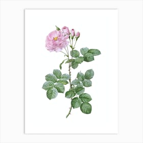 Vintage Damask Rose Botanical Illustration on Pure White n.0358 Art Print