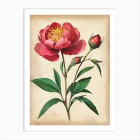 Vintage Of Herbarium Peonies Art Print