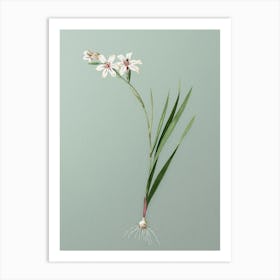 Vintage Gladiolus Botanical Art on Mint Green n.0330 Art Print