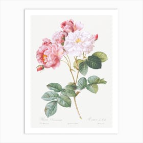 Rosebush From Les Roses, Pierre Joseph Redouté Art Print