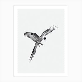 Macaw B&W Pencil Drawing 3 Bird Art Print