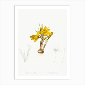 Crocus Luteus, Pierre Joseph Redoute Art Print