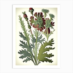 Costmary Herb Vintage Botanical Art Print