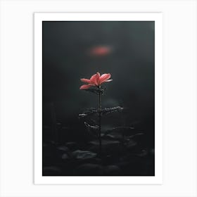 Single Flower In The Dark 18 Art Print