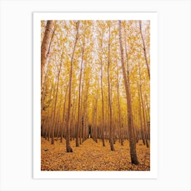 Warm Autumn Forest Art Print