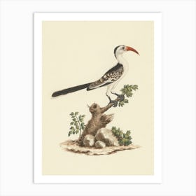 Tockus Jacksoni (Jackson S Hornbill), Luigi Balugani Art Print