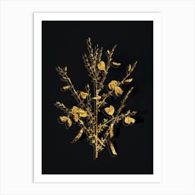 Vintage Yellow Broom Flowers Botanical in Gold on Black n.0305 Art Print